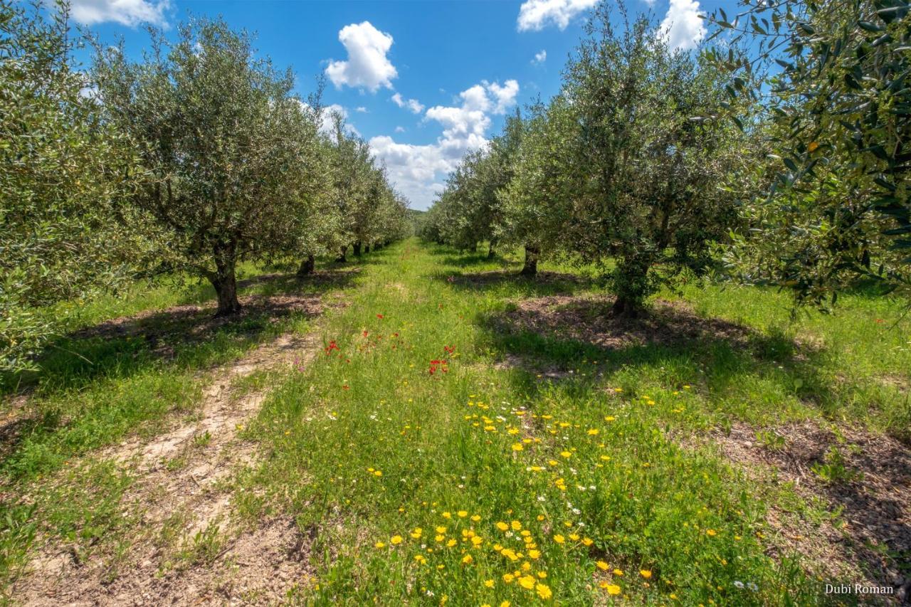 Amikam Meshek 81 משק 81 עמיקם Villa Exterior foto