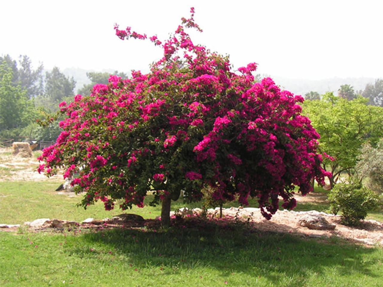 Amikam Meshek 81 משק 81 עמיקם Villa Exterior foto