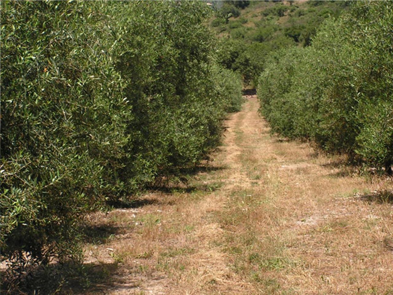 Amikam Meshek 81 משק 81 עמיקם Villa Exterior foto